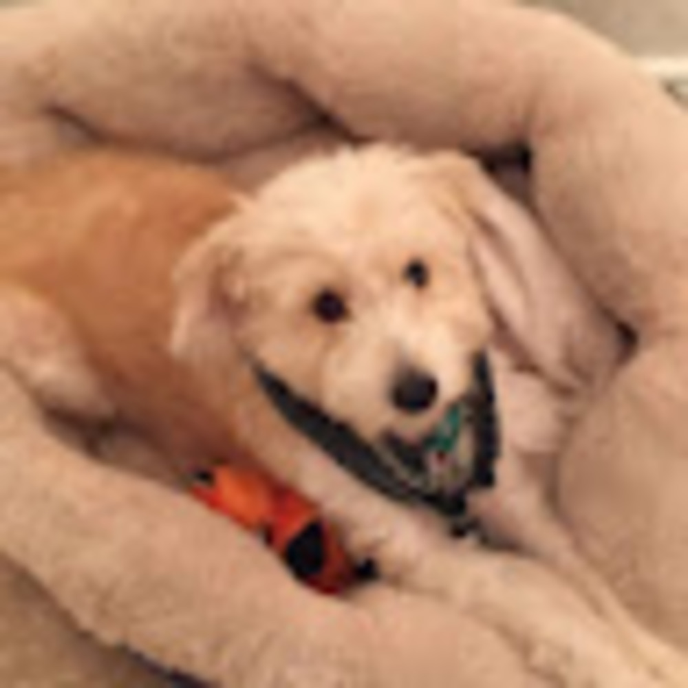 Meet your Posher, Raquel